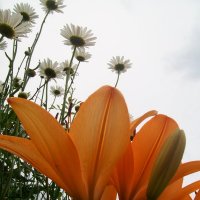 Мир цветов :: Инна Буян