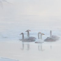 Холодный туман :: Денис Будьков