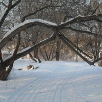 Дерево- дракон. :: Святец Вячеслав 