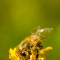 Пчела :: Александр Бахмутов