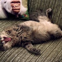 Страшнее кошки зверя нет! :: Татьяна Буркина
