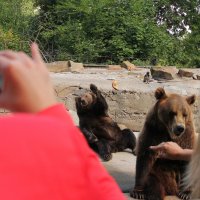 "Фоткай быстрей, а то мне хлеб кинули..." ))) :: Дмитрий Иншин