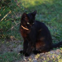 Черный кот :: Артем Бардюжа