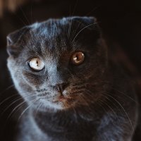 Grey Cat :: Денис Земляков 