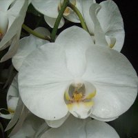 снежные орхидеи :: Valentina Lujbimova [lotos 5]