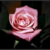 Атласная роза :: Ольга Голубева