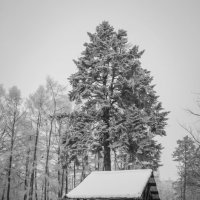 Первый снег :: Андрей Нибылица