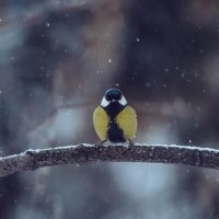 снег кружится.. :: Ирина Кулагина