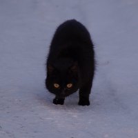 жил да был чёрный кот.... :: Ольга Cоломатина