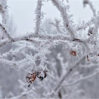Зима :: Tatiana Kretova