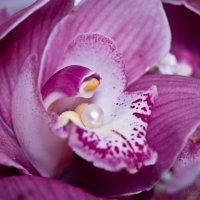 Сердце орхидеи :: 2903 nika