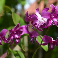 Орхидеи :: Дмитрий Боргер