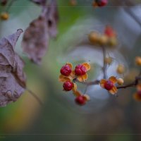 Осень - чье-то рождение,чье-то увядание... :: Елена Леневенко