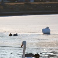 Лебедь :: S.GeraS | Photo