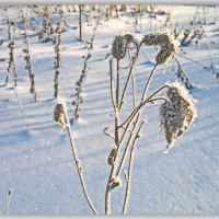 Красота зимы. :: Любовь Чунарёва