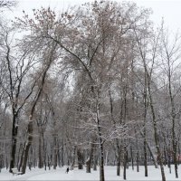 Зимний парк... :: Тамара (st.tamara)
