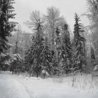 В зимнем лесу. :: Евгений 