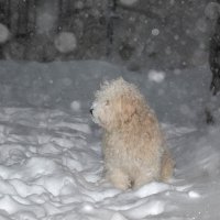 Снег :: Светлана Дымченко