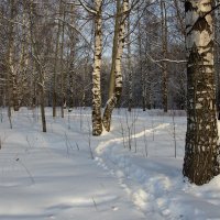 В зимнем лесу :: Валентин Котляров