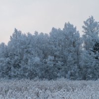 Иней :: Сергей Быстров