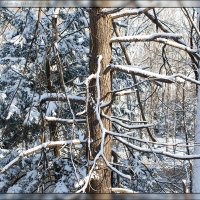 Зимнее солнечно-снежное. :: Елена Леневенко