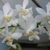Орхидея :: Елена Павлова (Смолова)