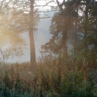 В тумане утреннем дремал сосновый лес.... :: Юрий Цыплятников