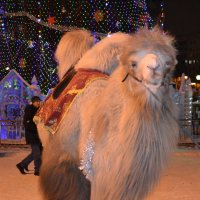 Красивый новогодний верблюд :: Светлана 