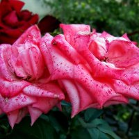 розы...на УКРАИНЕ кругом одни розы....супер!!!! :: Ольга Cоломатина
