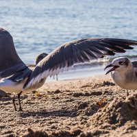 Angry birds :: Irini Pasi