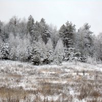 зимний лес :: Татьяна Ситникова 