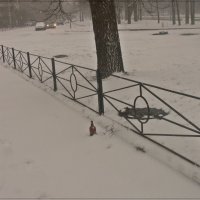 Питерская зима :: muh5257 