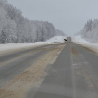 ЛосяшЪ :: ганичев алексей 