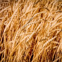 пшеница :: Astriea 