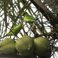 Бразилия. Попугаи на кокосовой пальме :: Сергей Глотов