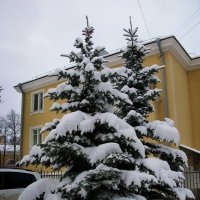 Ёлочки в снежном наряде. :: ТАТЬЯНА (tatik)