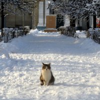 Зимний котик :: Marina Timoveewa
