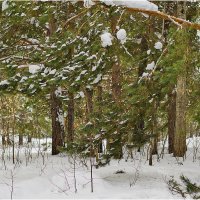 Зимний лес :: Дмитрий Конев