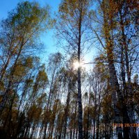 Осенний лес :: оксана савина