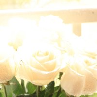аромат белой розы :: Светлана 