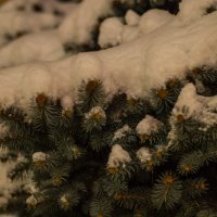 Елка под снегом :: Олег Цуциев