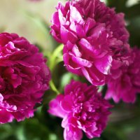Пионы - мои любимые цветы... :: Марина Щуцких