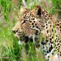 Леопард в траве :: Alexei Kopeliovich
