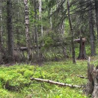 Медведей не дождался :: Александр Каримов