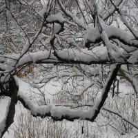 Первый снег :: Вячеслав Емельянов