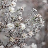 flowers/winter :: Юлия 