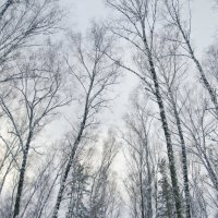 Зимний лес :: Денис Казаков