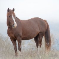 Лошадь в тумане :: евгений 