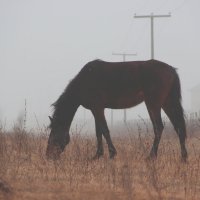 Лошадь в тумане :: Алена Ковалева