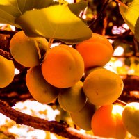 абрикосы :: петькун  георгий 